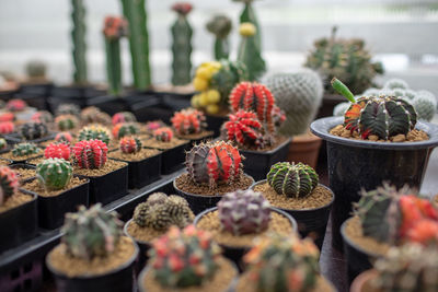 Potted plants at market stall