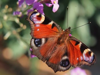 Close-up of butterfly pollinating on flower