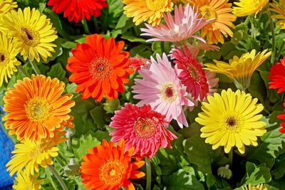 High angle view of multi colored flowering plants