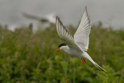 Bird flying