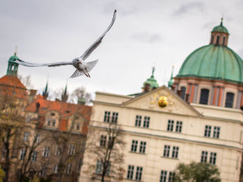 Bird flying against church in city