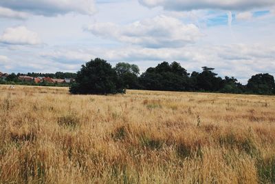 Scenic view of field against sky