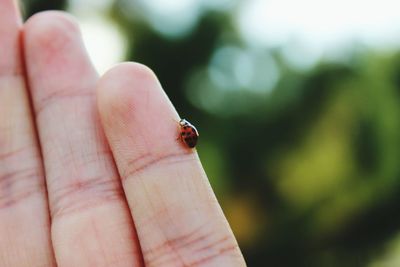 Close-up of ladybug on cropped finger