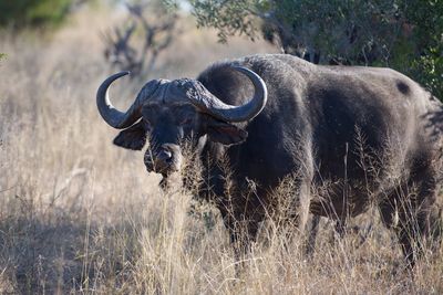 Wild cape buffalo in south africa