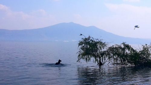 Birds flying over sea against sky