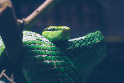 Close-up of green lizard