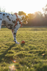 Low section of horse on grass