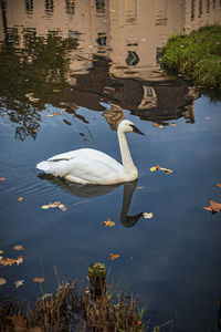 High angle view of swans swimming in lake