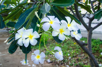 Close-up of white frangipani blooming outdoors