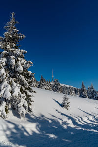 Snow covered pine tree against blue sky