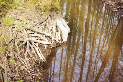 Close-up of tree trunk in forest