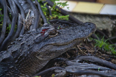 Close-up of a lizard on a field