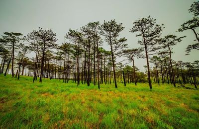 Trees on landscape against sky