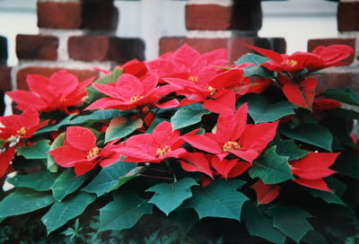 Close-up of red flower