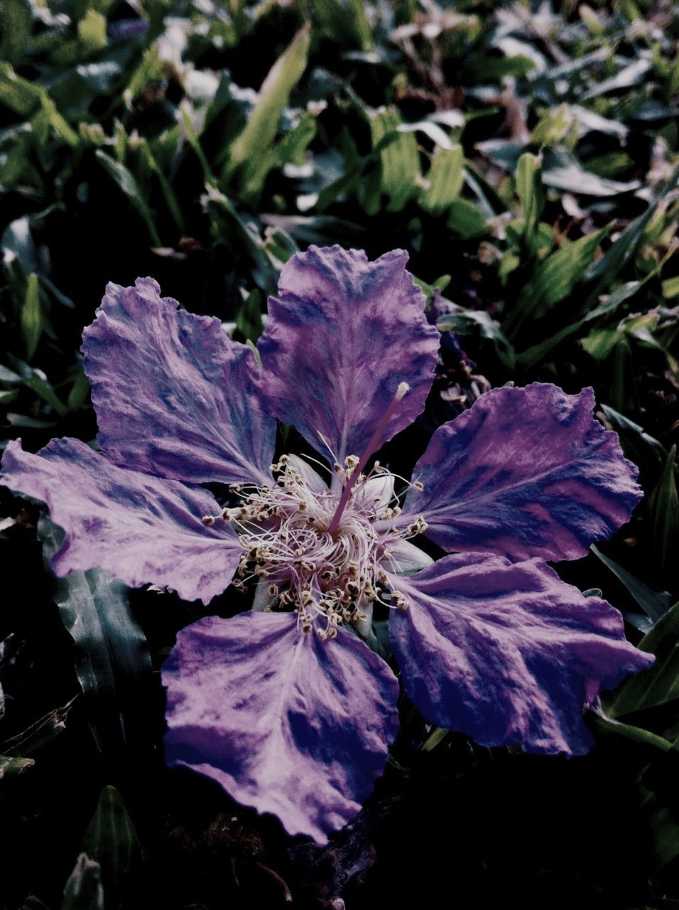 flower, petal, freshness, fragility, flower head, growth, beauty in nature, close-up, nature, purple, plant, blooming, single flower, high angle view, leaf, pink color, outdoors, no people, day, in bloom