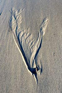 Bird on sand