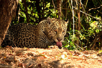 Jaguar female on rio cuiaba riverbank, porto jofre, brazil.