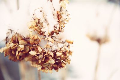 Close-up of wilted flower plant