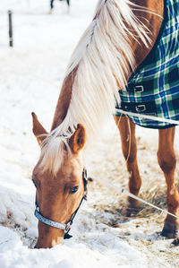 Horse standing in ranch