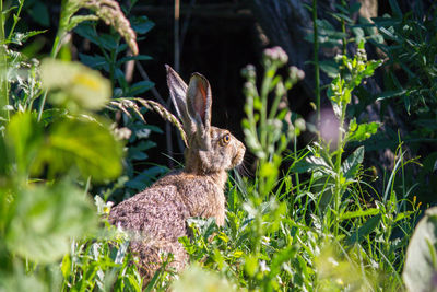 Side view of rabbit 