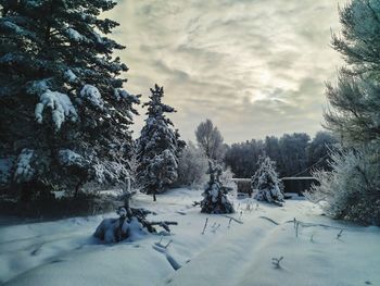 Pine trees on snow covered field against sky