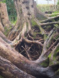 Close-up of tree