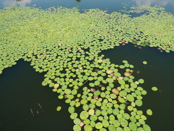 High angle view of leaves floating on lake