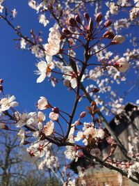 Low angle view of cherry blossoms against sky