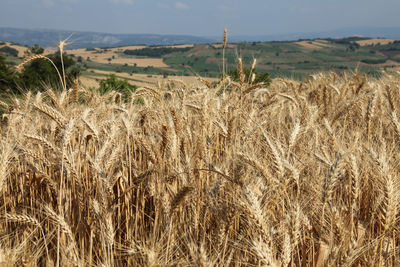 Crops growing on field against sky