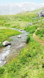 Scenic view of stream flowing through landscape