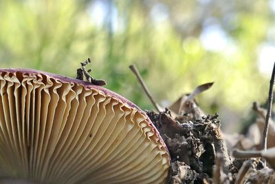 Close-up of mushroom on land