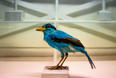 Stuffed blue bird in natural histoy museum
