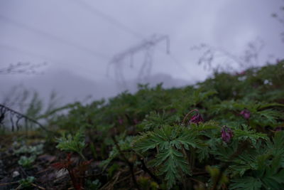 Close-up of plants against mountain