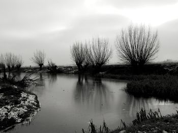 Trees by lake against sky