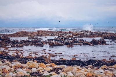 Scenic view of birds by beach near sea against sky