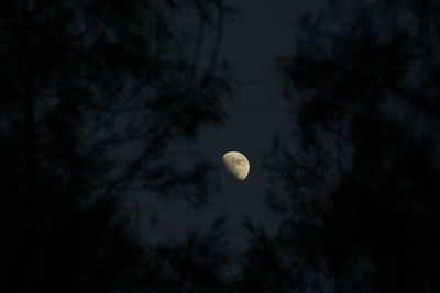 Low angle view of moon in sky at night