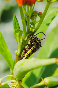 Close-up of insect on leaf