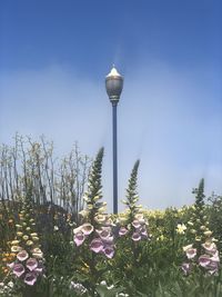 Low angle view of flowering plants against sky