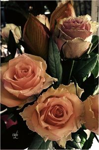 Close-up of pink roses blooming outdoors