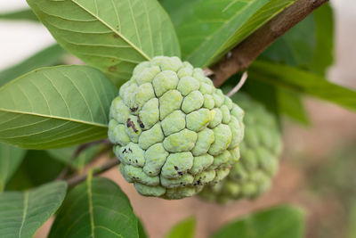 Close-up of berries growing on tree