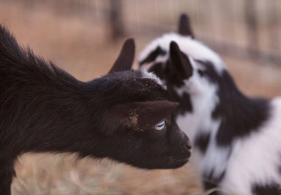 Close-up of goat in fence