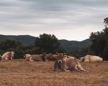 Horses on field against sky