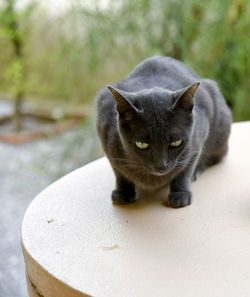 cat
