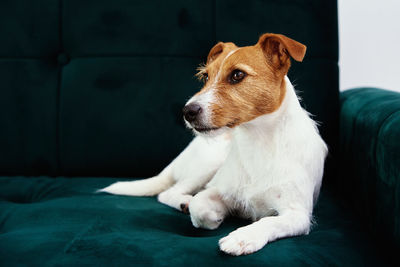 Dog lazing on couch