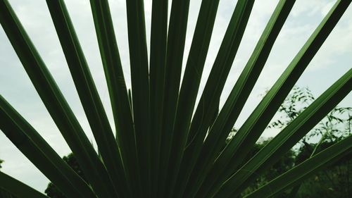 Plants growing on tree