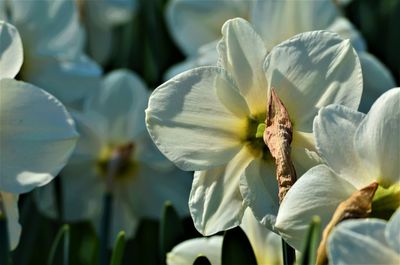 Close-up of white lily