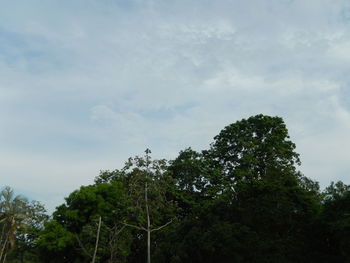 Low angle view of trees against sky