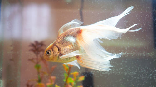 Close-up of fish swimming in sea