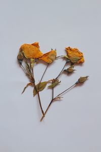 Close-up of dried autumn leaves over white background