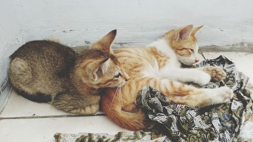 High angle view of cats resting